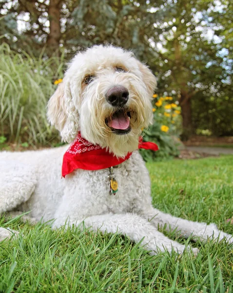 Doodle doré assis dans le parc — Photo