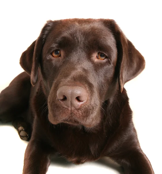 Vrij chocolade lab — Stockfoto