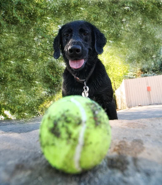 Lab looking at tennis ball — Stock Photo, Image