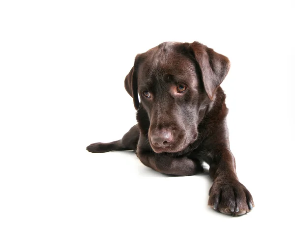 Chocolade lab steenbolk — Stockfoto