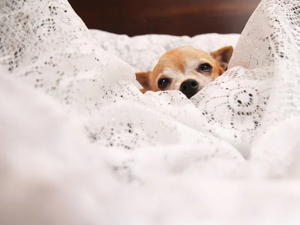 Grazioso chihuahua su coperta — Foto Stock