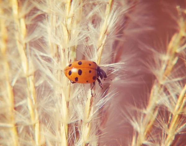 いくつかの雑草のてんとう虫カブトムシ — ストック写真