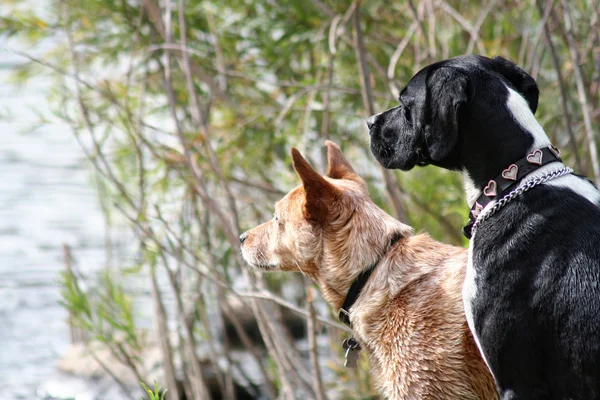 Two dogs — Stock Photo, Image