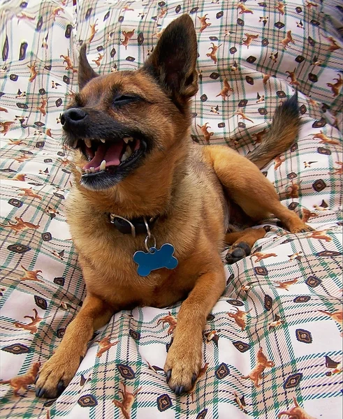 Chihuahua yatakta — Stok fotoğraf