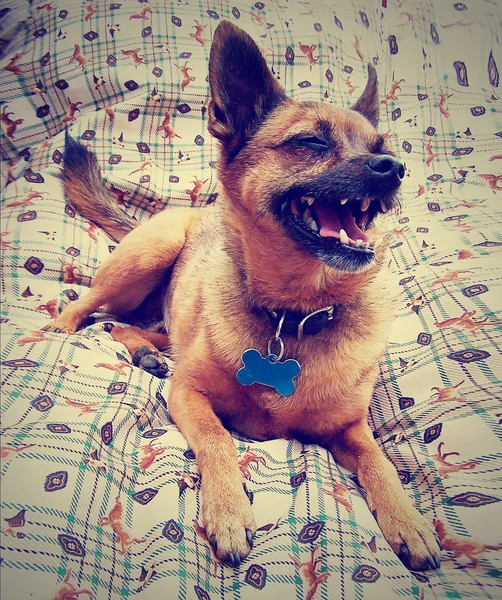 Chihuahua bonito na cama — Fotografia de Stock