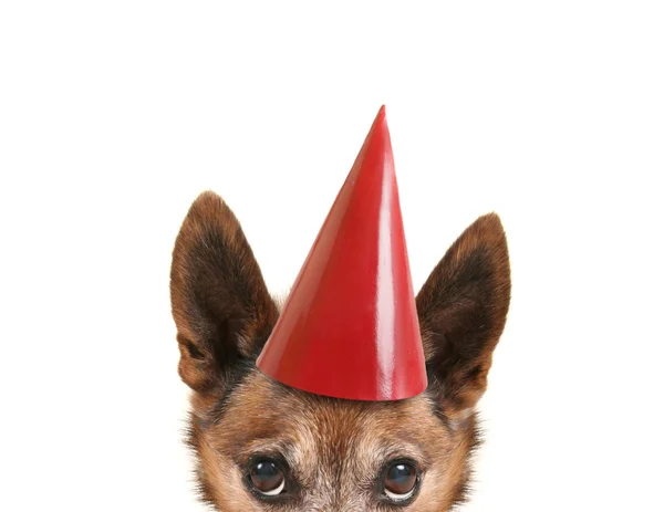 生日帽子的狗 — 图库照片