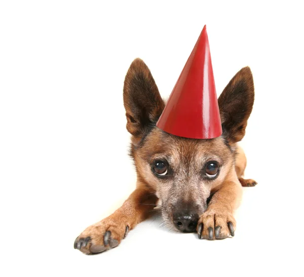 Cane che si stende e bronza — Foto Stock