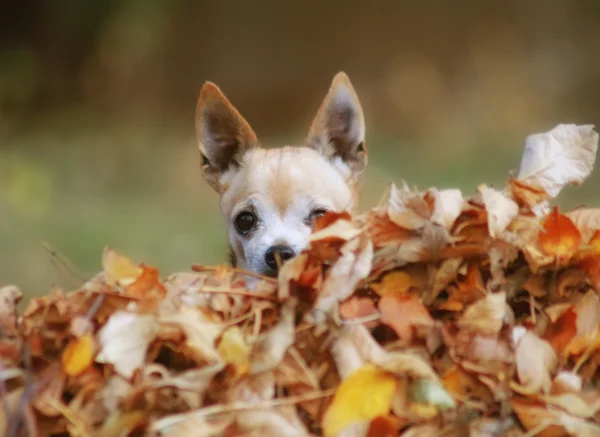 Chihuahua en montón de hojas — Foto de Stock