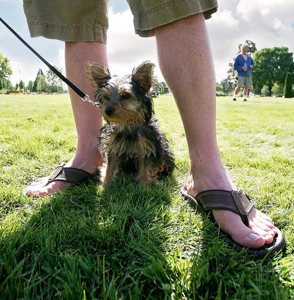 Leuke hond met eigenaar — Stockfoto