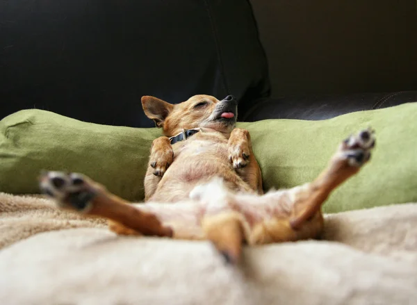 Chihuahua a dormir uma sesta — Fotografia de Stock