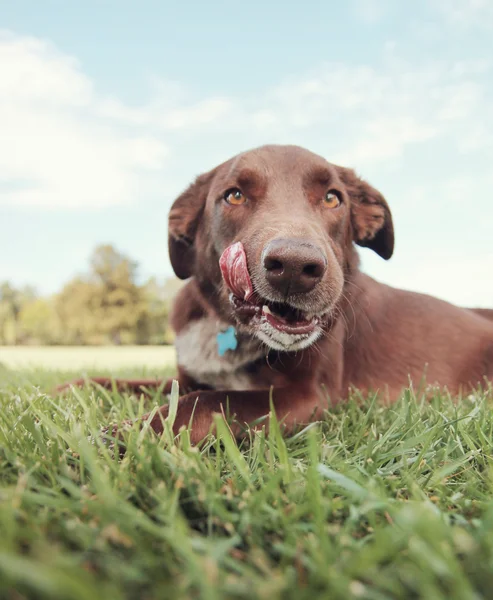 草の犬 — ストック写真