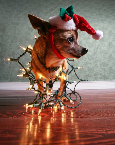 El pequeño ayudante de Santa — Foto de Stock