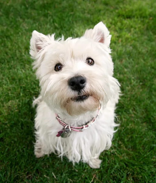 West Highland terrier — Foto de Stock