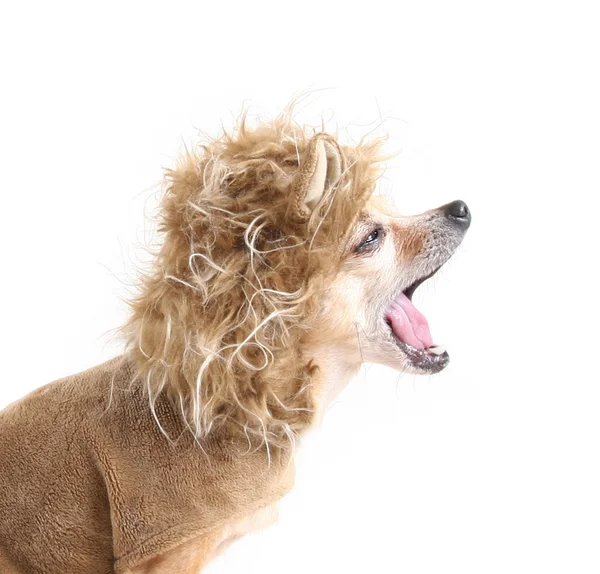 Chihuahua bonito em traje de leão — Fotografia de Stock