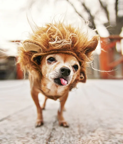 Lindo chihuahua en traje de león — Foto de Stock