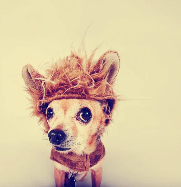 Piccolo chihuahua in costume da leone — Foto Stock