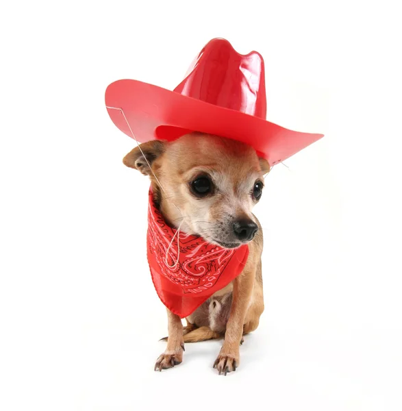 Chihuahua dressed up like cowboy — Stock Photo, Image