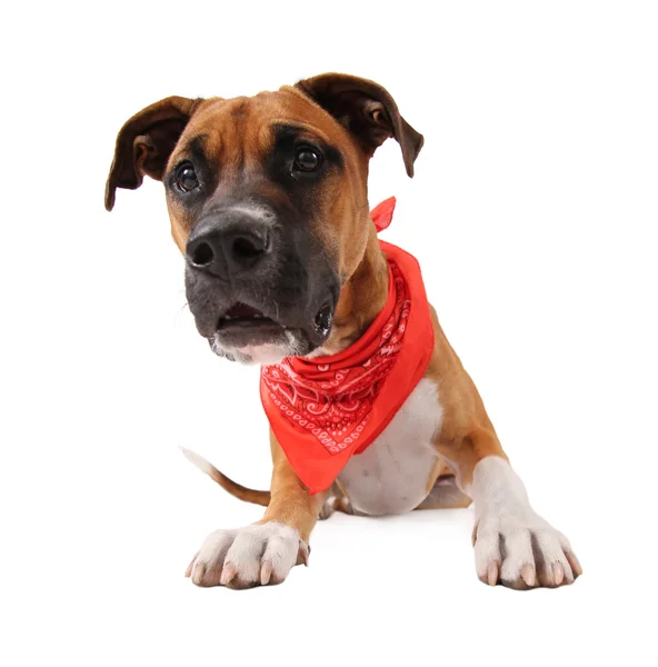 Pitbul boksör karıştırmak bandana ile — Stok fotoğraf