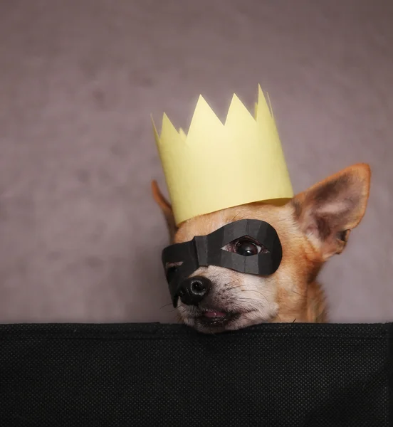 Chihuahua mit Maske und Krone — Stockfoto