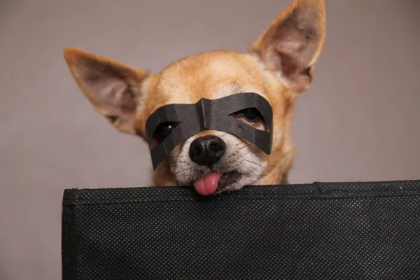 Bystry chihuahua z maski na — Zdjęcie stockowe