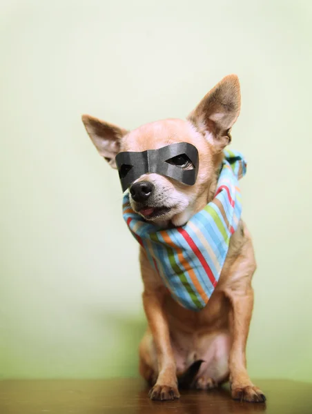 Chihuahua com máscara e bandana em — Fotografia de Stock