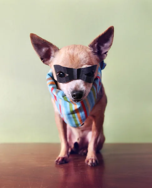 Chihuahua met masker en bandana op — Stockfoto