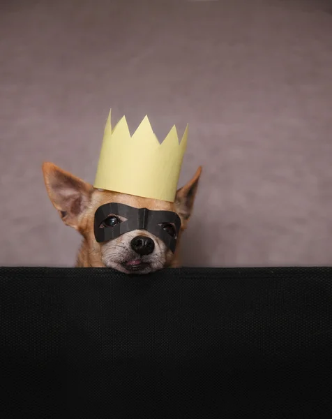 Chihuahua con maschera e corona su — Foto Stock