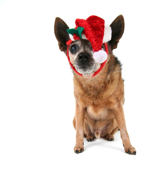 Chihuahua habillé pour Noël — Photo