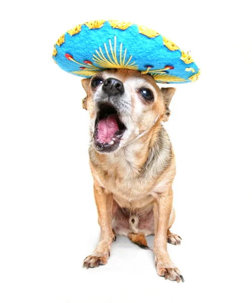 Chihuahua in halloween costume — Stock Photo, Image