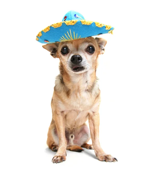 Chihuahua in halloween costume — Stock Photo, Image