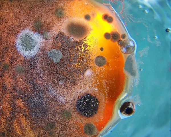 Molde creciendo en un plato azul — Foto de Stock