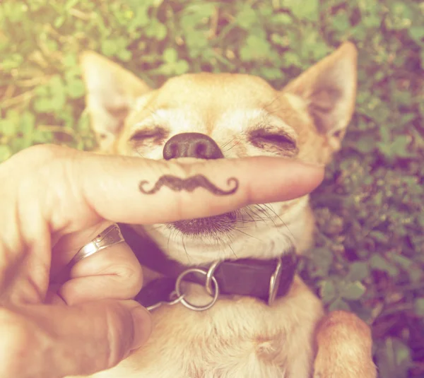 Lindo chihuahua con el dedo bigote — Foto de Stock