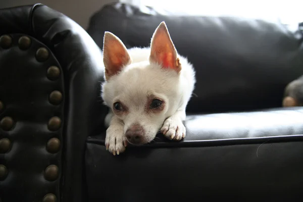 Cute chihuahua on couch — Stock Photo, Image