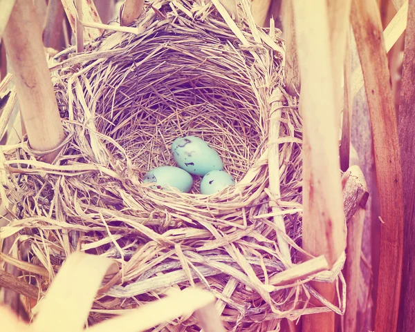 Three blue eggs in nest — Stock Photo, Image