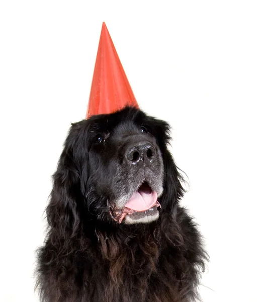 Terranova perro con sombrero de cumpleaños —  Fotos de Stock