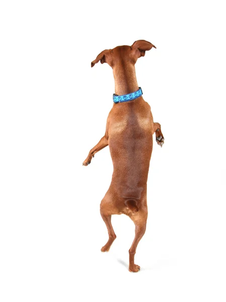 Miniature pinscher looking up — Stock Photo, Image