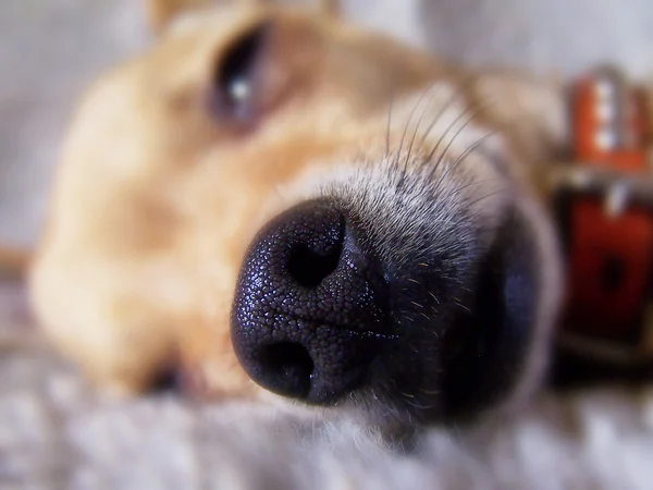 Close up of dog nose — Stock Photo, Image