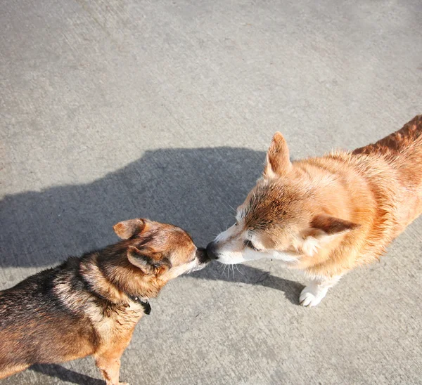 Zwei Hunde erschnüffeln sich gegenseitig — Stockfoto