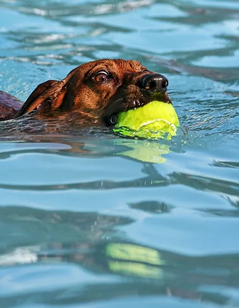 Lindo perro en la piscina local — Foto de Stock