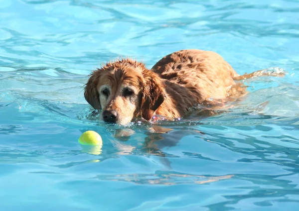 Lindo perro en la piscina local — Foto de Stock