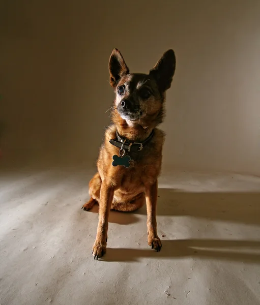 Chihuahua in zon op houten vloer — Stockfoto