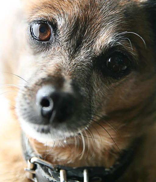 Лицо старого пса — стоковое фото