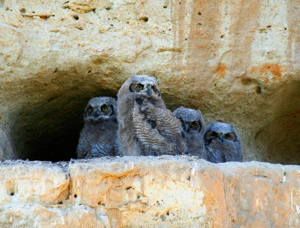Great horned owl baby's op klif — Stockfoto