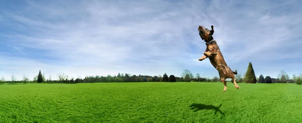 Hund leker med boll i parken — Stockfoto