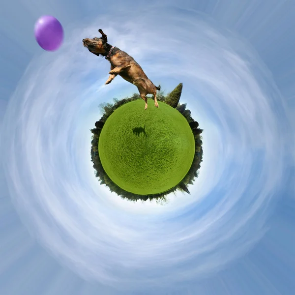 Dog on green sphere jumping at ball