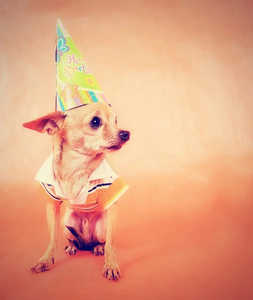 Chihuahua in abbigliamento partito — Foto Stock