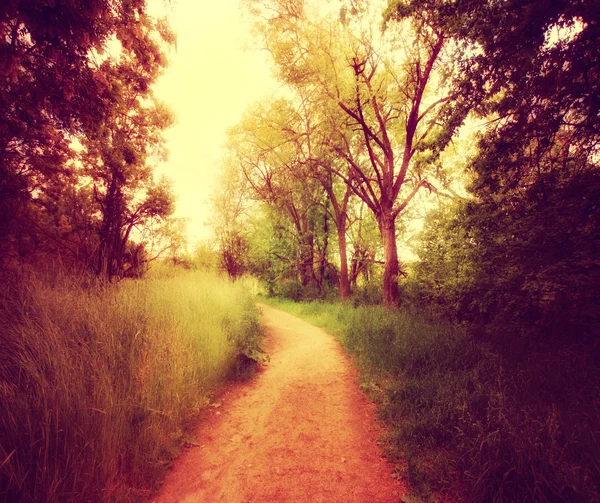 Caminho pela floresta — Fotografia de Stock