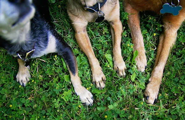 3 つのチワワ — ストック写真