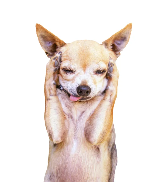 Roliga chihuahua ansikte — Stockfoto