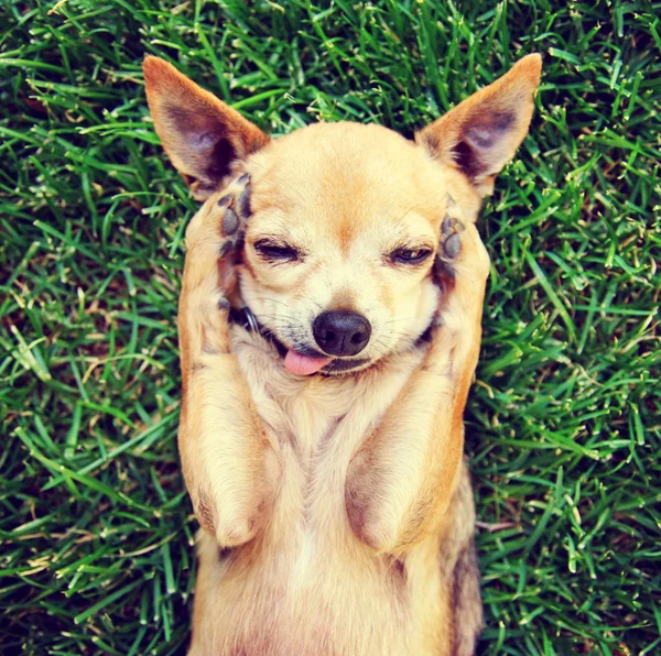 Chihuahua bonito que coloca na grama — Fotografia de Stock